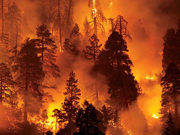 Forest fire