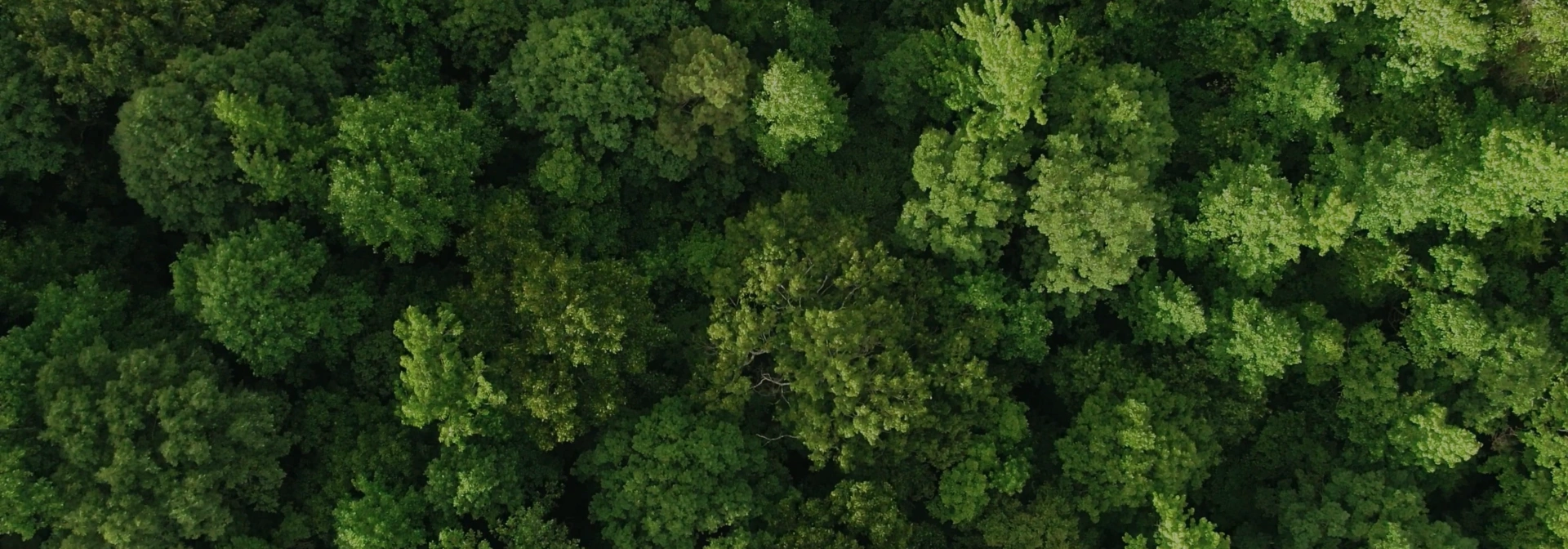 Lush forest